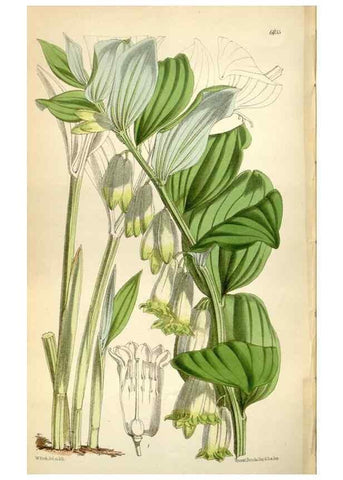 Reproducción/Reproduction 35109360932: Curtis's botanical magazine.. London ; New York [etc.] :Academic Press [etc.]