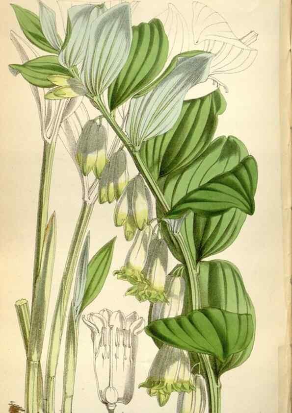 Reproducción/Reproduction 35109360932: Curtis's botanical magazine.. London ; New York [etc.] :Academic Press [etc.]