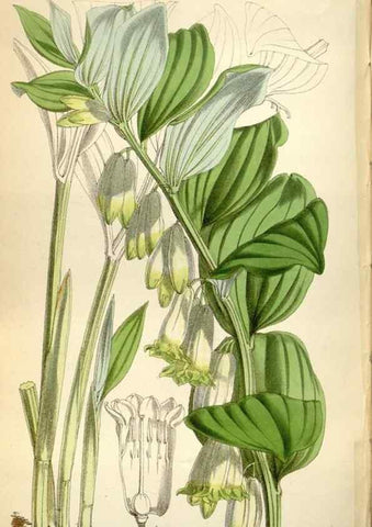 Reproducción/Reproduction 35109360932: Curtis's botanical magazine.. London ; New York [etc.] :Academic Press [etc.]