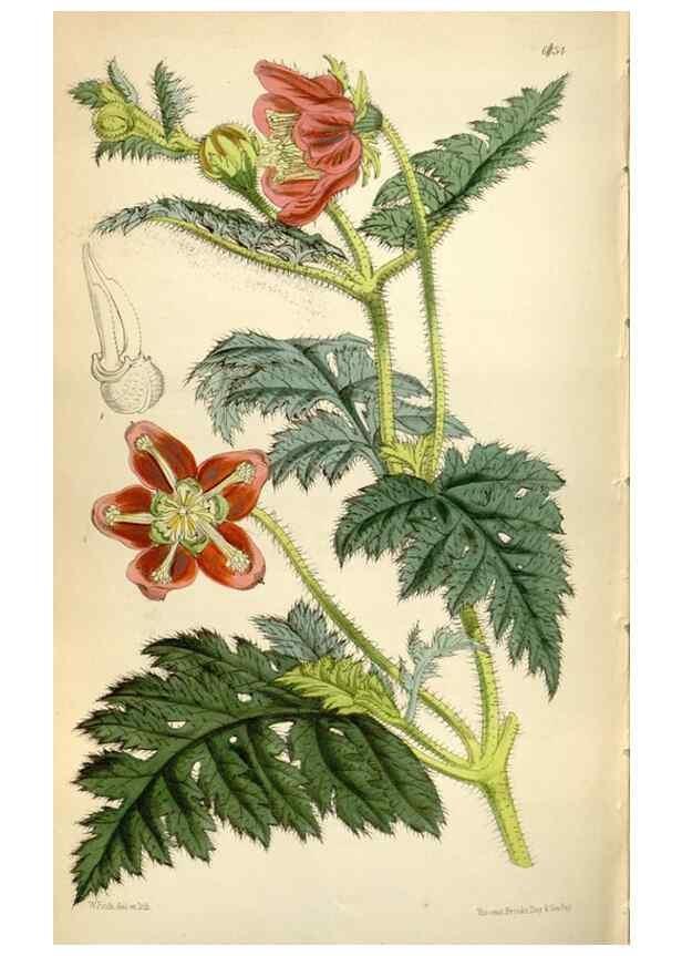 Reproducción/Reproduction 35109364332: Curtis's botanical magazine.. London ; New York [etc.] :Academic Press [etc.]