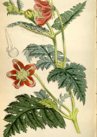 Reproducción/Reproduction 35109364332: Curtis's botanical magazine.. London ; New York [etc.] :Academic Press [etc.]