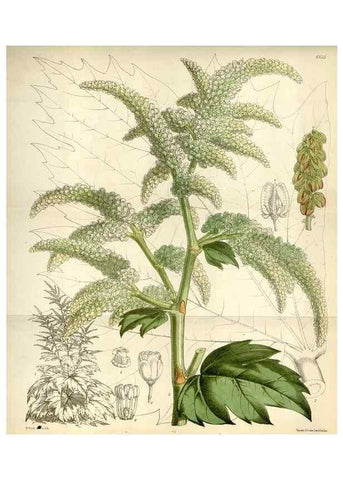 Reproducción/Reproduction 34432222414: Curtis's botanical magazine.. London ; New York [etc.] :Academic Press [etc.]