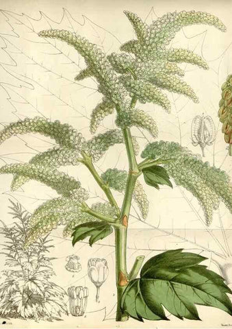 Reproducción/Reproduction 34432222414: Curtis's botanical magazine.. London ; New York [etc.] :Academic Press [etc.]