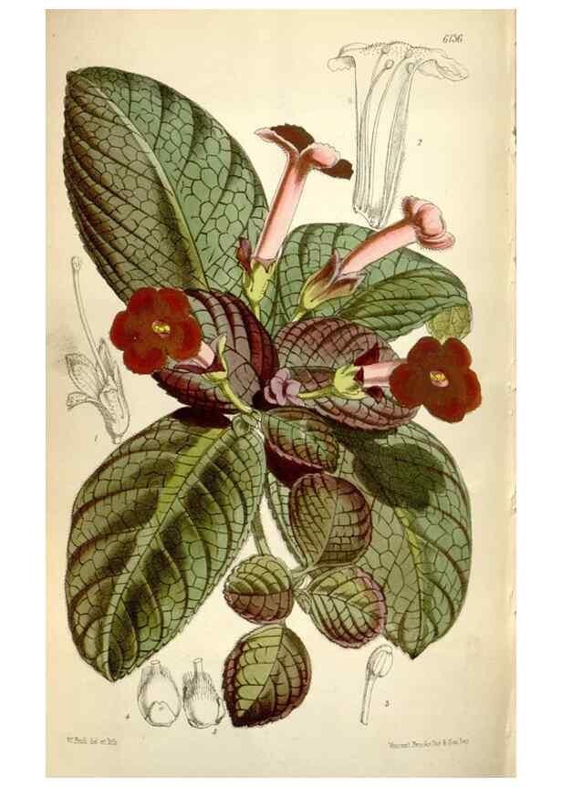 Reproducción/Reproduction 34432225264: Curtis's botanical magazine.. London ; New York [etc.] :Academic Press [etc.]