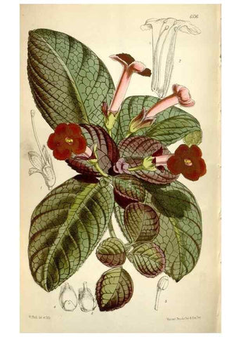 Reproducción/Reproduction 34432225264: Curtis's botanical magazine.. London ; New York [etc.] :Academic Press [etc.]
