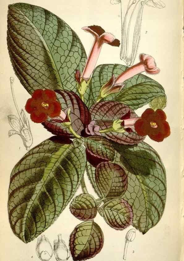 Reproducción/Reproduction 34432225264: Curtis's botanical magazine.. London ; New York [etc.] :Academic Press [etc.]