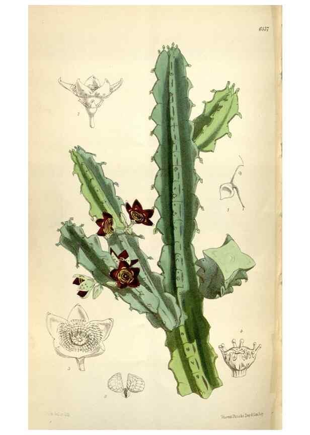 Reproducción/Reproduction 34432227484: Curtis's botanical magazine.. London ; New York [etc.] :Academic Press [etc.]