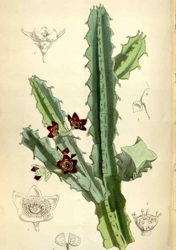 Reproducción/Reproduction 34432227484: Curtis's botanical magazine.. London ; New York [etc.] :Academic Press [etc.]