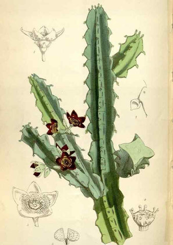 Reproducción/Reproduction 34432227484: Curtis's botanical magazine.. London ; New York [etc.] :Academic Press [etc.]