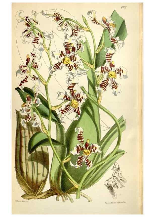 Reproducción/Reproduction 35145834821: Curtis's botanical magazine.. London ; New York [etc.] :Academic Press [etc.]