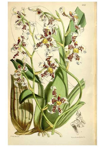 Reproducción/Reproduction 35145834821: Curtis's botanical magazine.. London ; New York [etc.] :Academic Press [etc.]