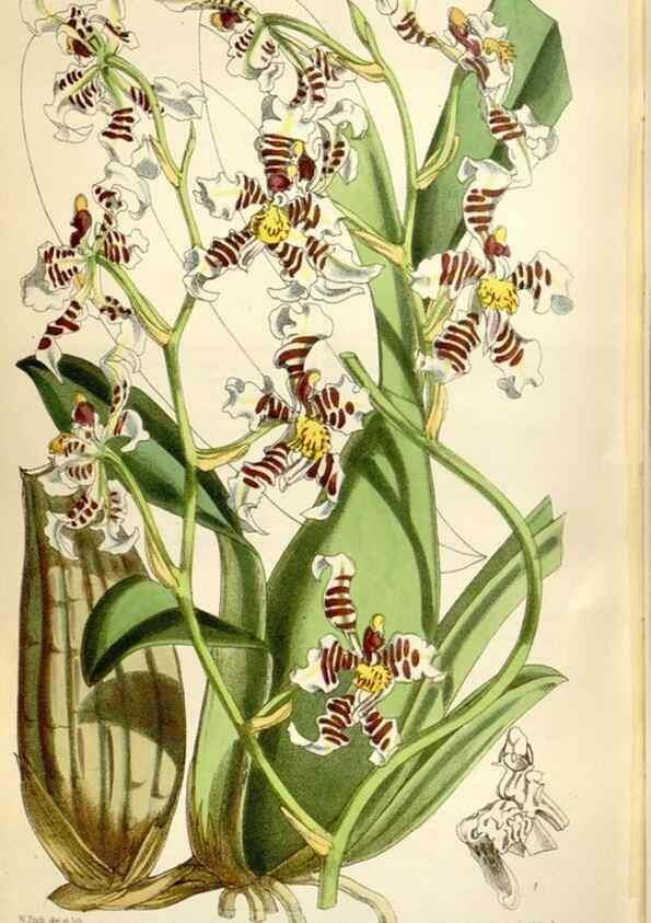 Reproducción/Reproduction 35145834821: Curtis's botanical magazine.. London ; New York [etc.] :Academic Press [etc.]