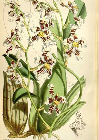 Reproducción/Reproduction 35145834821: Curtis's botanical magazine.. London ; New York [etc.] :Academic Press [etc.]
