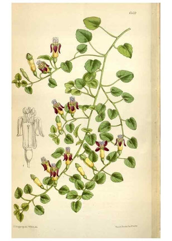 Reproducción/Reproduction 34432232714: Curtis's botanical magazine.. London ; New York [etc.] :Academic Press [etc.]