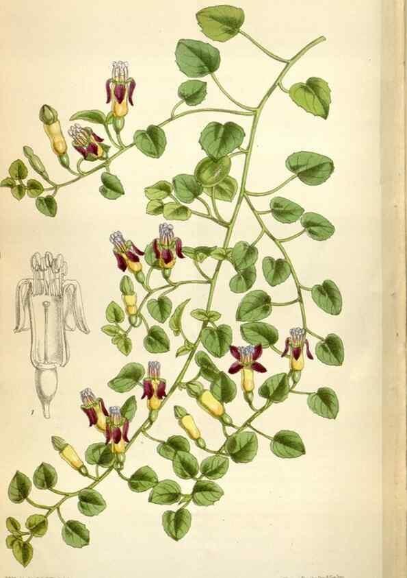 Reproducción/Reproduction 34432232714: Curtis's botanical magazine.. London ; New York [etc.] :Academic Press [etc.]