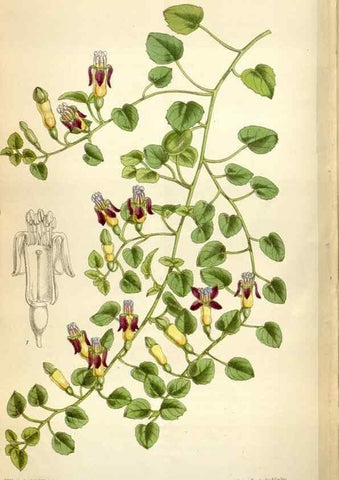 Reproducción/Reproduction 34432232714: Curtis's botanical magazine.. London ; New York [etc.] :Academic Press [etc.]