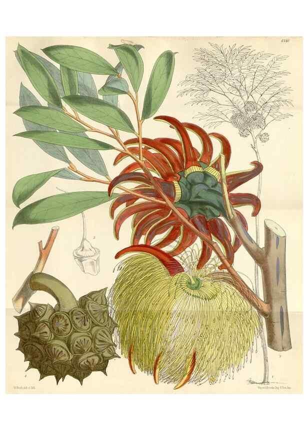 Reproducción/Reproduction 35266525191: Curtis's botanical magazine.. London ; New York [etc.] :Academic Press [etc.]