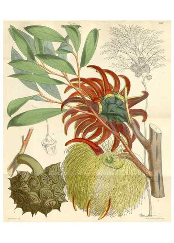 Reproducción/Reproduction 35266525191: Curtis's botanical magazine.. London ; New York [etc.] :Academic Press [etc.]