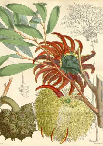 Reproducción/Reproduction 35266525191: Curtis's botanical magazine.. London ; New York [etc.] :Academic Press [etc.]