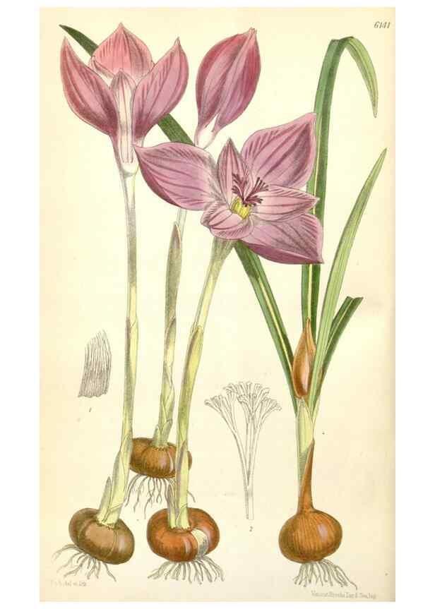 Reproducción/Reproduction 35266527261: Curtis's botanical magazine.. London ; New York [etc.] :Academic Press [etc.]