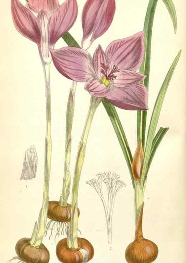 Reproducción/Reproduction 35266527261: Curtis's botanical magazine.. London ; New York [etc.] :Academic Press [etc.]
