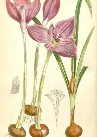 Reproducción/Reproduction 35266527261: Curtis's botanical magazine.. London ; New York [etc.] :Academic Press [etc.]