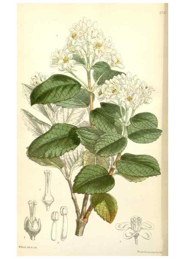 Reproducción/Reproduction 35266529491: Curtis's botanical magazine.. London ; New York [etc.] :Academic Press [etc.]