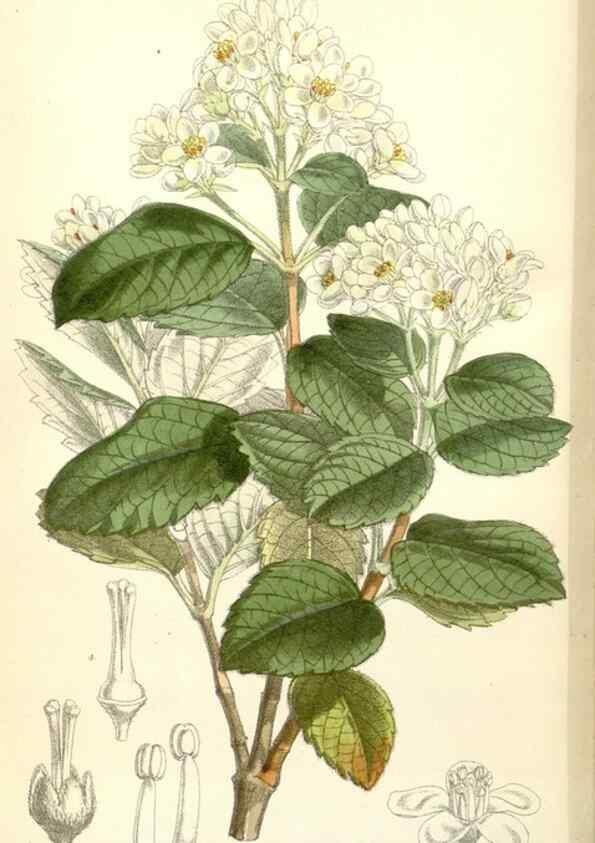 Reproducción/Reproduction 35266529491: Curtis's botanical magazine.. London ; New York [etc.] :Academic Press [etc.]