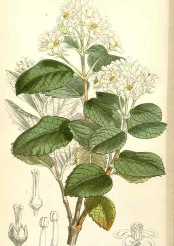 Reproducción/Reproduction 35266529491: Curtis's botanical magazine.. London ; New York [etc.] :Academic Press [etc.]