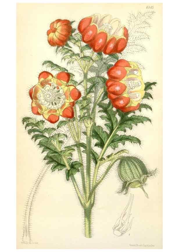 Reproducción/Reproduction 35356882756: Curtis's botanical magazine.. London ; New York [etc.] :Academic Press [etc.]