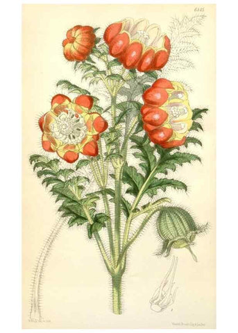 Reproducción/Reproduction 35356882756: Curtis's botanical magazine.. London ; New York [etc.] :Academic Press [etc.]