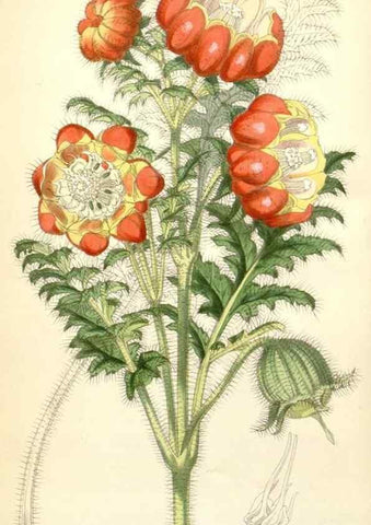 Reproducción/Reproduction 35356882756: Curtis's botanical magazine.. London ; New York [etc.] :Academic Press [etc.]