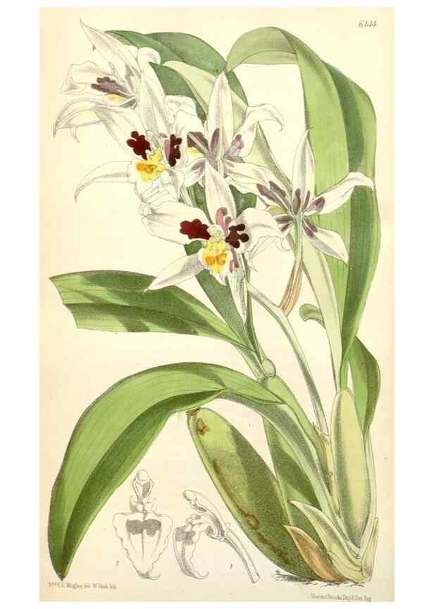 Reproducción/Reproduction 35356884866: Curtis's botanical magazine.. London ; New York [etc.] :Academic Press [etc.]