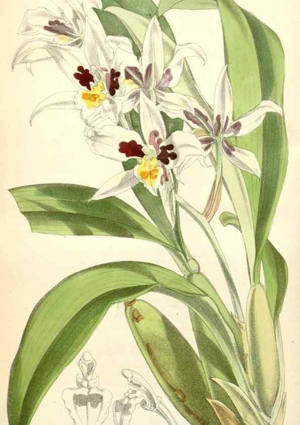 Reproducción/Reproduction 35356884866: Curtis's botanical magazine.. London ; New York [etc.] :Academic Press [etc.]