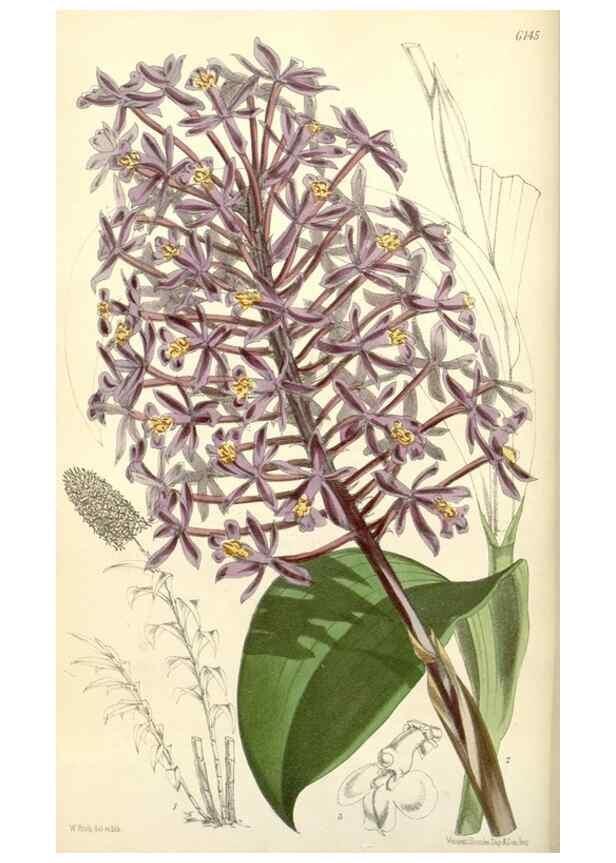 Reproducción/Reproduction 35266534341: Curtis's botanical magazine.. London ; New York [etc.] :Academic Press [etc.]