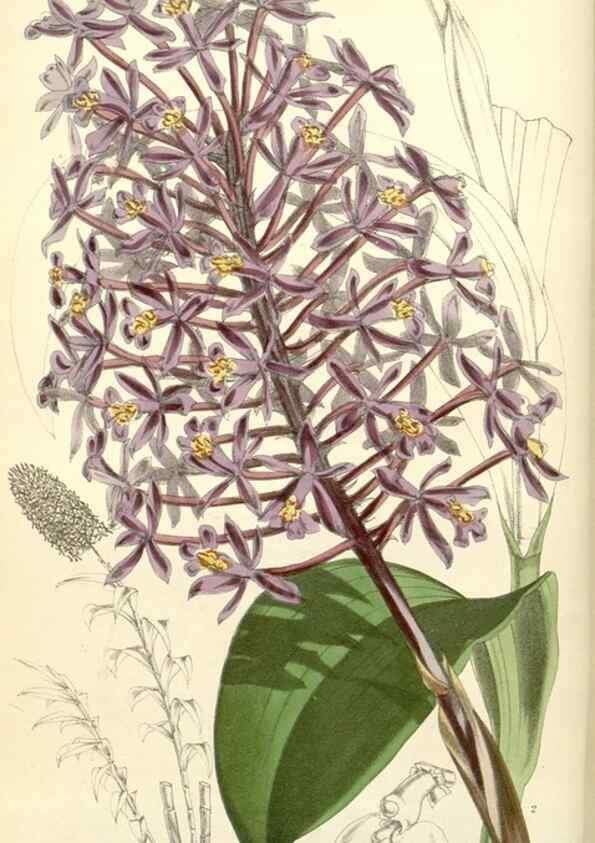 Reproducción/Reproduction 35266534341: Curtis's botanical magazine.. London ; New York [etc.] :Academic Press [etc.]
