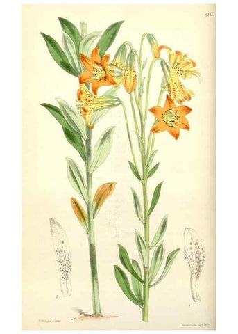 Reproducción/Reproduction 34553554764: Curtis's botanical magazine.. London ; New York [etc.] :Academic Press [etc.]