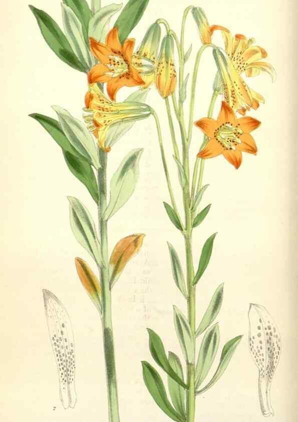 Reproducción/Reproduction 34553554764: Curtis's botanical magazine.. London ; New York [etc.] :Academic Press [etc.]