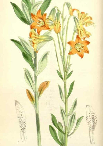Reproducción/Reproduction 34553554764: Curtis's botanical magazine.. London ; New York [etc.] :Academic Press [etc.]