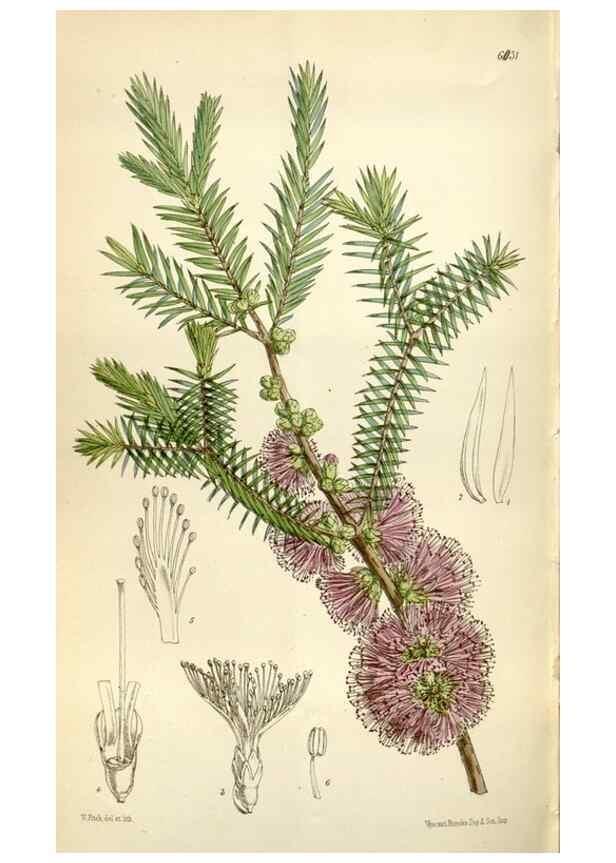 Reproducción/Reproduction 34466288313: Curtis's botanical magazine.. London ; New York [etc.] :Academic Press [etc.]