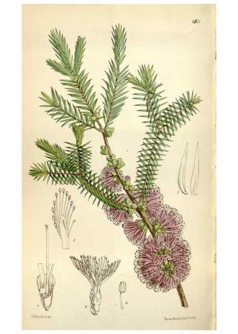 Reproducción/Reproduction 34466288313: Curtis's botanical magazine.. London ; New York [etc.] :Academic Press [etc.]