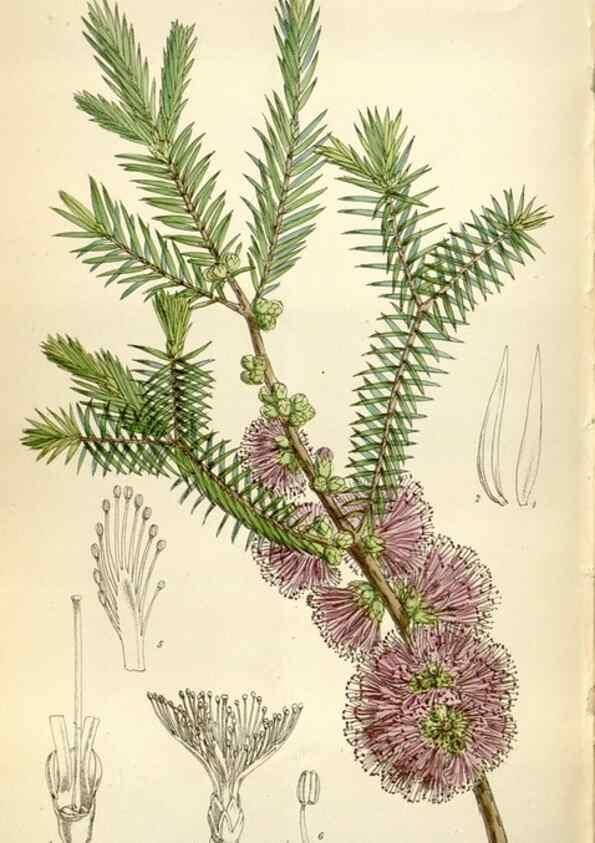Reproducción/Reproduction 34466288313: Curtis's botanical magazine.. London ; New York [etc.] :Academic Press [etc.]