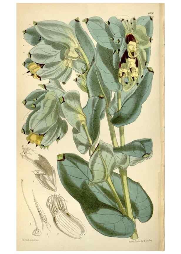 Reproducción/Reproduction 35275981755: Curtis's botanical magazine.. London ; New York [etc.] :Academic Press [etc.]