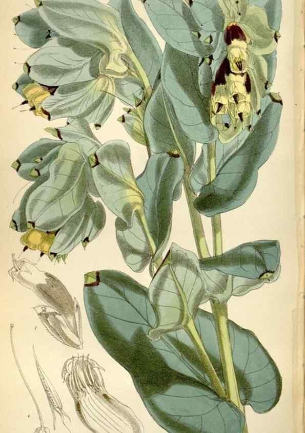 Reproducción/Reproduction 35275981755: Curtis's botanical magazine.. London ; New York [etc.] :Academic Press [etc.]