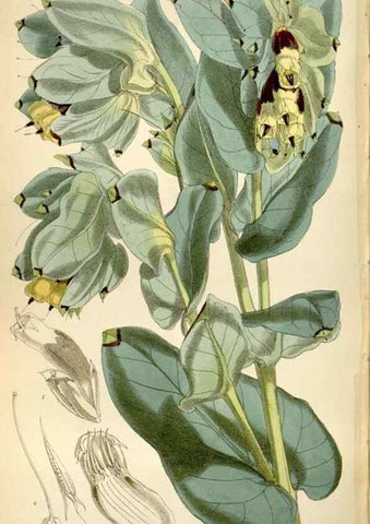 Reproducción/Reproduction 35275981755: Curtis's botanical magazine.. London ; New York [etc.] :Academic Press [etc.]
