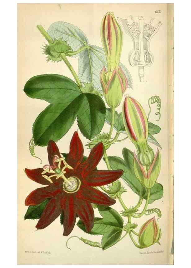 Reproducción/Reproduction 35275979295: Curtis's botanical magazine.. London ; New York [etc.] :Academic Press [etc.]