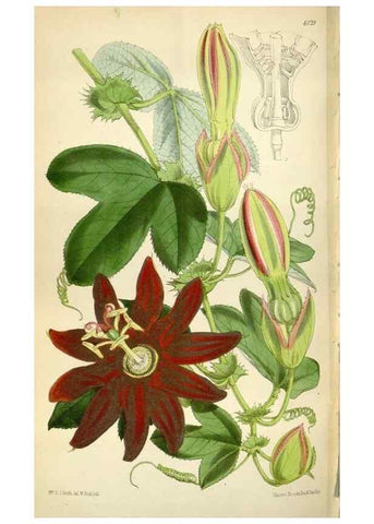 Reproducción/Reproduction 35275979295: Curtis's botanical magazine.. London ; New York [etc.] :Academic Press [etc.]