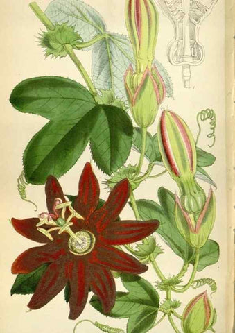 Reproducción/Reproduction 35275979295: Curtis's botanical magazine.. London ; New York [etc.] :Academic Press [etc.]