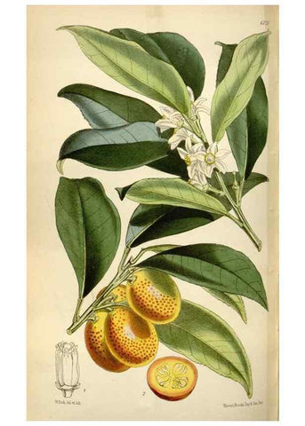 Reproducción/Reproduction 35275976155: Curtis's botanical magazine.. London ; New York [etc.] :Academic Press [etc.]