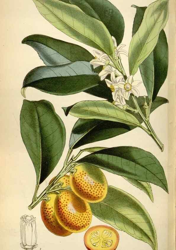 Reproducción/Reproduction 35275976155: Curtis's botanical magazine.. London ; New York [etc.] :Academic Press [etc.]